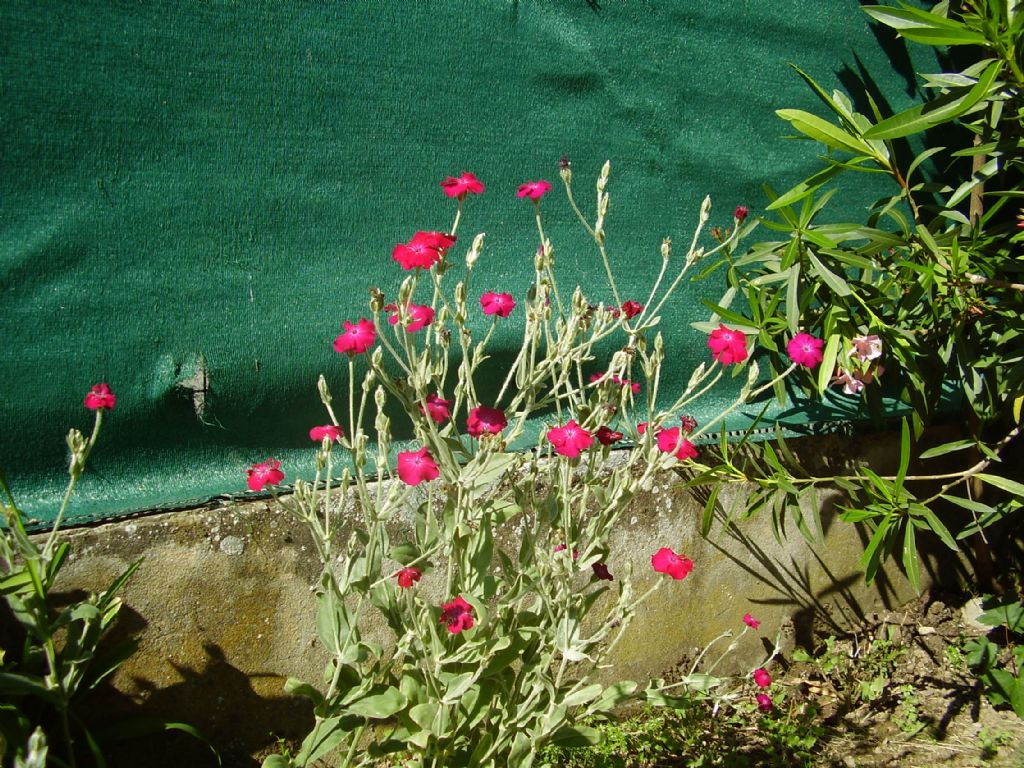 Silene coronaria